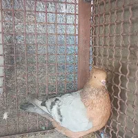 کفتر ارشینگل ( کت آبی) کفتر زاغ دم سفید