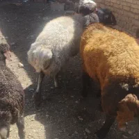 ....|حیوانات مزرعه|چناران, |دیوار