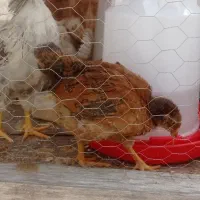 جوجه گلپایگانی حدود ۳ماهه