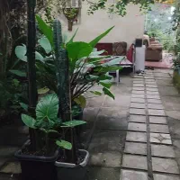 اجاره شبانه ویلای دنج و جنگلی