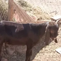 بزنر تخمی فروشی
