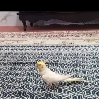 عروس هلندی گم شده