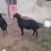 دو راس بره قوچ قره قزل و قره چال درجه یک