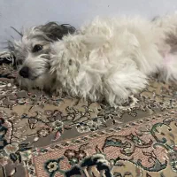 سگ پاکوتاه