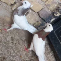 کفتر طوقی
