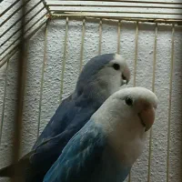 طوطی برزیلی