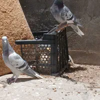 نر وماده بدرنگ دم سفید