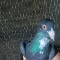 کبوتر کفتر.پلنگ سبز.کلاغ گوک