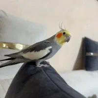 پر کشیده