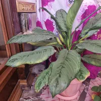 گلهای زیبا