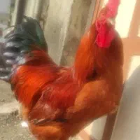 خرووس