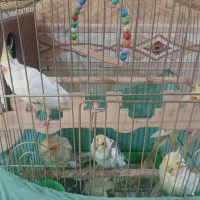 تعدادهشت عدد عروس هلندی