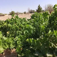 باغ-انگور-فروشی