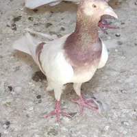 سرخ هفرنگ ماده