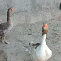 غاز|حیوانات مزرعه|اسلام‌‌آباد غرب, |دیوار
