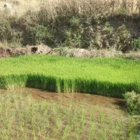 تولکی شمشیری