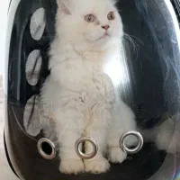 گربه پرشین شناسنامه دار