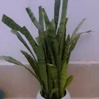 گل طبیعی سانسوریا
