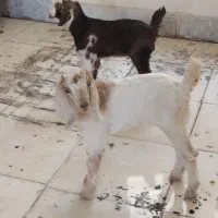 فروش بز