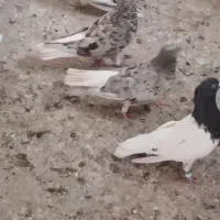 کبوتر دم سفید