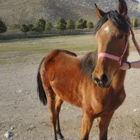 مادیان کورد سه ساله رنگ کهر دامن سیاه