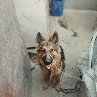 سگ ژرمن