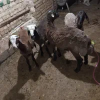 ۴ عدد بره نر هترو