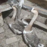 بوقلمون برنز  و قو غاز اوکراینی