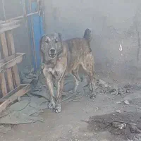 سگ نگهبان