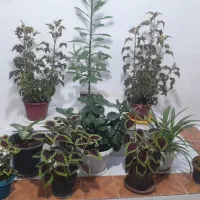 فروش گل آپارتمانی