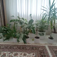 گل و گلدان