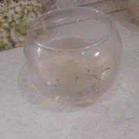 ماهی گوپی ۱۲ تا موجود است دانه ای ۵