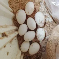 تخم  اصیل قوغاز آفریقایی فقط ۷۰ هزار تومان