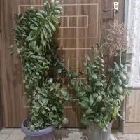 گل قاشقی شاخ بز موسی در گهواره آلوئه ورا