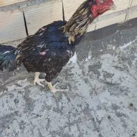 خروس لاری