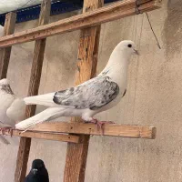 کفتر پشت پیس دولابی