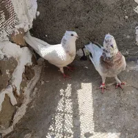 کفتر تهرانی