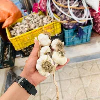 سیر ۱۳۰ کیلو
