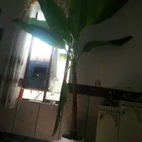 درخت موز