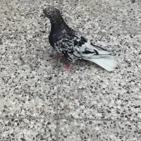 ابرش دم سفید پاک نر آماده جلد کردن