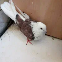 یک ماده تهرانی دو کت