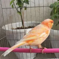 قناری نر پرتقالی کشیده خوش رنگ جوان بخون