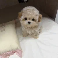 توله های بامزه