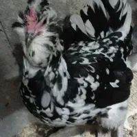 فروش مرغ