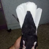 کبوتر