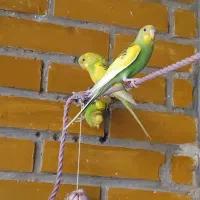 مرغ عشق ۱۴ عدد