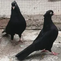 زاغ چشم نوک اصیل