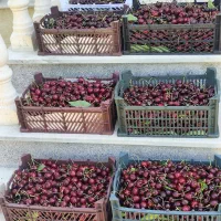 گیلاس تک دانه مرند