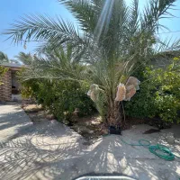 اجاره باغ ساعتی و روزانه