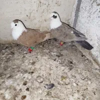 کفتر یا کبوتر کلاغ